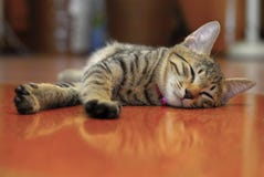El gatito travieso cayó dormido fotos de archivo libres de regalías El gatito travieso cayó dormido fotos de archivo libres de regalías