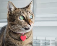 El gato astuto de Bengala con un cuello rosado está haciendo muecas intrigantamente fotos de archivo libres de regalías El gato astuto de Bengala con un cuello rosado está haciendo muecas intrigantamente fotos de archivo libres de regalías