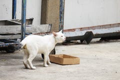 El gato blanco en Tailandia está caminando imagen de archivo libre de regalías El gato blanco en Tailandia está caminando imagen de archivo libre de regalías