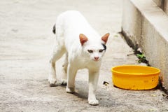 El gato blanco en Tailandia está caminando fotografía de archivo libre de regalías El gato blanco en Tailandia está caminando fotografía de archivo libre de regalías