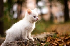 El gato blanco miente en la tierra Alrededor de él es un verde y una hierba amarilleada Gato que mira en la distancia fotos de archivo libres de regalías El gato blanco miente en la tierra Alrededor de él es un verde y una hierba amarilleada Gato que mira en la distancia fotos de archivo libres de regalías