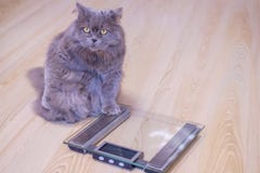 El gato británico de pelo largo grande gris se sienta cerca de las escalas y mira para arriba Aumento de peso del concepto durant fotografía de archivo El gato británico de pelo largo grande gris se sienta cerca de las escalas y mira para arriba Aumento de peso del concepto durant fotografía de archivo