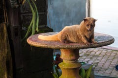 El gato de civeta de Luwak Foto de archivo El gato de civeta de Luwak Foto de archivo