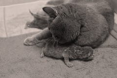 El gato de la madre toma el cuidado de sus gatitos, primer día Fotografía de archivo El gato de la madre toma el cuidado de sus gatitos, primer día Fotografía de archivo