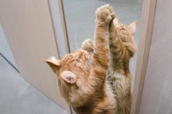El gato de mapache de mármol rojo grande de Maine se coloca cerca del espejo imagen de archivo libre de regalías El gato de mapache de mármol rojo grande de Maine se coloca cerca del espejo imagen de archivo libre de regalías