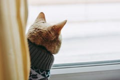 El gato en el alf?izar sienta y mira hacia fuera la ventana fotos de archivo El gato en el alf?izar sienta y mira hacia fuera la ventana fotos de archivo