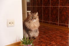 El gato gris de pelo largo curioso mullido hermoso del angora se sienta en fotografía de archivo libre de regalías El gato gris de pelo largo curioso mullido hermoso del angora se sienta en fotografía de archivo libre de regalías