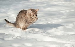El gato gris mullido joven come nieve imagen de archivo libre de regalías El gato gris mullido joven come nieve imagen de archivo libre de regalías