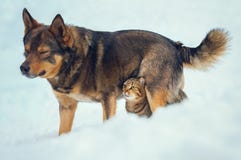 El gato y el perro son mejores amigos foto de archivo libre de regalías El gato y el perro son mejores amigos foto de archivo libre de regalías