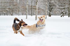 El golden retriever Juego de los perros con uno a imagen de archivo libre de regalías El golden retriever Juego de los perros con uno a imagen de archivo libre de regalías