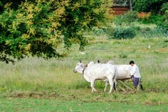 El granjero birmano est? trabajando con los toros en su campo del arroz con los templos antiguos hermosos y fondo de la pagoda en fotografía de archivo El granjero birmano est? trabajando con los toros en su campo del arroz con los templos antiguos hermosos y fondo de la pagoda en fotografía de archivo