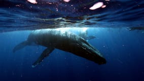 El grupo de buceadores cerca de la madre de las ballenas jorobadas y el becerro joven cerca del agua emergen almacen de metraje de vídeo El grupo de buceadores cerca de la madre de las ballenas jorobadas y el becerro joven cerca del agua emergen almacen de metraje de vídeo
