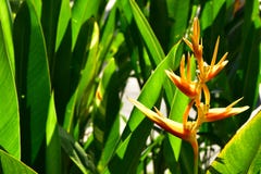 El Heliconia amarillo en el patio trasero imagenes de archivo El Heliconia amarillo en el patio trasero imagenes de archivo