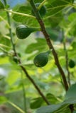 El higo verde orgánico da fruto en la rama de árbol, cierre encima de la visión fotos de archivo El higo verde orgánico da fruto en la rama de árbol, cierre encima de la visión fotos de archivo