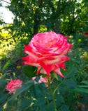 El hogar hermoso, rojo subió creciendo en el jardín fotos de archivo libres de regalías El hogar hermoso, rojo subió creciendo en el jardín fotos de archivo libres de regalías