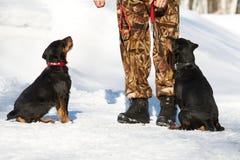 El hombre entrena a dos perritos de un Jagdterrier foto de archivo libre de regalías El hombre entrena a dos perritos de un Jagdterrier foto de archivo libre de regalías