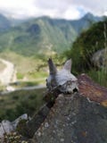 El hueso de un animal en las montañas fotografía de archivo libre de regalías El hueso de un animal en las montañas fotografía de archivo libre de regalías