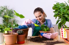 El jardinero de sexo femenino joven con las plantas dentro foto de archivo El jardinero de sexo femenino joven con las plantas dentro foto de archivo