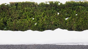 El lado nevado del árbol es hermoso Puede casi ser encontrado en Japón imágenes de archivo libres de regalías El lado nevado del árbol es hermoso Puede casi ser encontrado en Japón imágenes de archivo libres de regalías