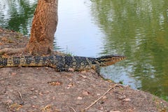 El lagarto gigante está caminando al río imagen de archivo libre de regalías El lagarto gigante está caminando al río imagen de archivo libre de regalías