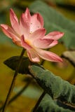 El lago rosado lotus On foto de archivo El lago rosado lotus On foto de archivo