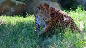 El leopardo que pone en la hierba se levanta El leopardo que pone en la hierba se levanta