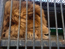 El león es el rey de bestias en cautiverio en un parque zoológico detrás de barras Poder y agresión en la jaula imagen de archivo El león es el rey de bestias en cautiverio en un parque zoológico detrás de barras Poder y agresión en la jaula imagen de archivo