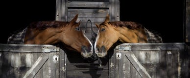 Caballos en amor Caballos en amor