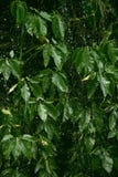 El llover pesado en la hoja verde imagen de archivo libre de regalías El llover pesado en la hoja verde imagen de archivo libre de regalías