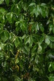 El llover pesado en la hoja verde foto de archivo El llover pesado en la hoja verde foto de archivo