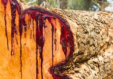 El látex de sección transversal de la madera se mancha rojo. fotos de archivo libres de regalías El látex de sección transversal de la madera se mancha rojo. fotos de archivo libres de regalías