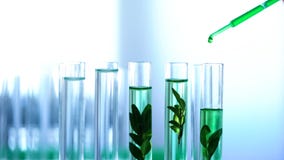 El líquido verde vertió los tubos del laboratorio con las plantas, cría genética, cosméticos fotografía de archivo libre de regalías El líquido verde vertió los tubos del laboratorio con las plantas, cría genética, cosméticos fotografía de archivo libre de regalías