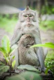 El macague del Balinese monkeys con su bebé en el bosque sagrado del mono fotografía de archivo libre de regalías El macague del Balinese monkeys con su bebé en el bosque sagrado del mono fotografía de archivo libre de regalías