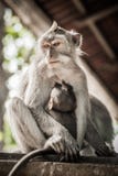El macague del Balinese monkeys con su bebé en el bosque sagrado del mono imágenes de archivo libres de regalías El macague del Balinese monkeys con su bebé en el bosque sagrado del mono imágenes de archivo libres de regalías