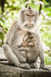 El macague del Balinese monkeys la alimentación de su bebé en las delanteras sagradas del mono fotografía de archivo El macague del Balinese monkeys la alimentación de su bebé en las delanteras sagradas del mono fotografía de archivo