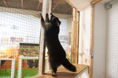 El mapache lindo se coloca en sus piernas traseras en la jaula en el parque zoológico foto de archivo libre de regalías El mapache lindo se coloca en sus piernas traseras en la jaula en el parque zoológico foto de archivo libre de regalías