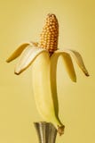 El maíz está en un concepto de la manipulación de la comida del plátano Imagen de archivo El maíz está en un concepto de la manipulación de la comida del plátano Imagen de archivo