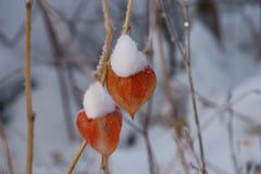 El milagro del flor-invierno del hielo, en Rusia vino las heladas, más blanco que blanco, región de Nizhny Novgorod, flores fabul imagen de archivo El milagro del flor-invierno del hielo, en Rusia vino las heladas, más blanco que blanco, región de Nizhny Novgorod, flores fabul imagen de archivo