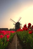 El molino de viento y el tulipán imagen de archivo libre de regalías El molino de viento y el tulipán imagen de archivo libre de regalías