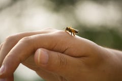 El momento de una abeja de la miel a mano foto de archivo libre de regalías El momento de una abeja de la miel a mano foto de archivo libre de regalías