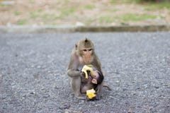 El mono está comiendo el plátano y el mono del bebé es leche de consumo foto de archivo El mono está comiendo el plátano y el mono del bebé es leche de consumo foto de archivo