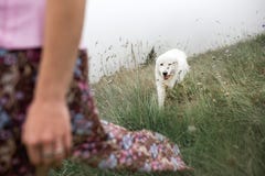 El morema blanco de las mujeres hermosas y de dos perros va en campo en niebla fotografía de archivo libre de regalías El morema blanco de las mujeres hermosas y de dos perros va en campo en niebla fotografía de archivo libre de regalías