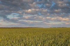 El movimiento de las nubes tormentosas sobre los campos del whea del invierno Imágenes de archivo libres de regalías El movimiento de las nubes tormentosas sobre los campos del whea del invierno Imágenes de archivo libres de regalías