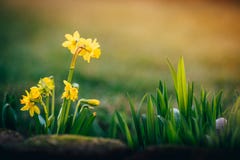 El narciso florece el fondo de la primavera foto de archivo libre de regalías El narciso florece el fondo de la primavera foto de archivo libre de regalías