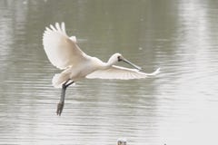 El negro hizo frente a spoonbill foto de archivo El negro hizo frente a spoonbill foto de archivo