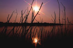 El paisaje de ramas secas siluetea salir del agua de a imágenes de archivo libres de regalías El paisaje de ramas secas siluetea salir del agua de a imágenes de archivo libres de regalías