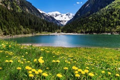 El paisaje hermoso de la montaña con el lago y el prado florece en primero plano Lago Stillup, Austria, el Tirol Fotos de archivo libres de regalías El paisaje hermoso de la montaña con el lago y el prado florece en primero plano Lago Stillup, Austria, el Tirol Fotos de archivo libres de regalías