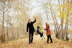 El par en amor en un día caliente del otoño camina en el parque con un perro de aguas alegre del perro Amor y dulzura entre un ho fotografía de archivo libre de regalías El par en amor en un día caliente del otoño camina en el parque con un perro de aguas alegre del perro Amor y dulzura entre un ho fotografía de archivo libre de regalías