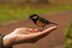 El paro se sienta en la palma abierta de una mujer el tit come las semillas de girasol de la mano humana La gente alimenta los p? imagen de archivo El paro se sienta en la palma abierta de una mujer el tit come las semillas de girasol de la mano humana La gente alimenta los p? imagen de archivo