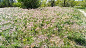 El pasque de la primavera florece el prado - imagen única de la naturaleza imagen de archivo libre de regalías El pasque de la primavera florece el prado - imagen única de la naturaleza imagen de archivo libre de regalías